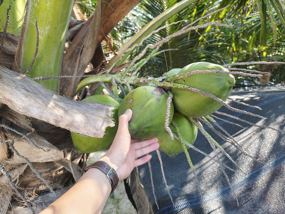 昌江蘑菇屋：椰子树
