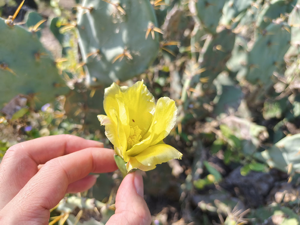 环岛公路：野生仙人掌林